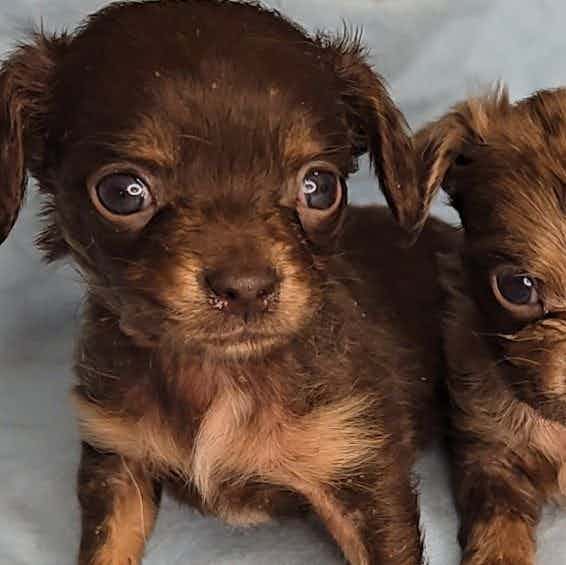 Cocoa/extra tin - Chiweenie Male