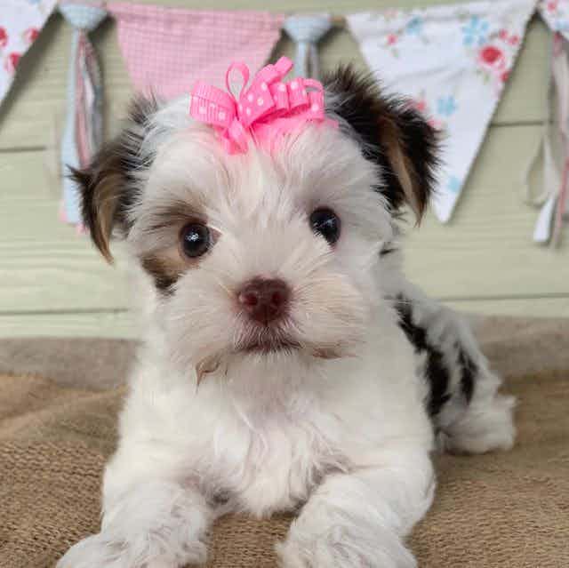 Tiny Penelope ~ - Yorkshire Terrier Female