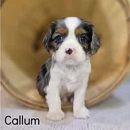 Callum  - Cavalier King Charles Spaniel Male