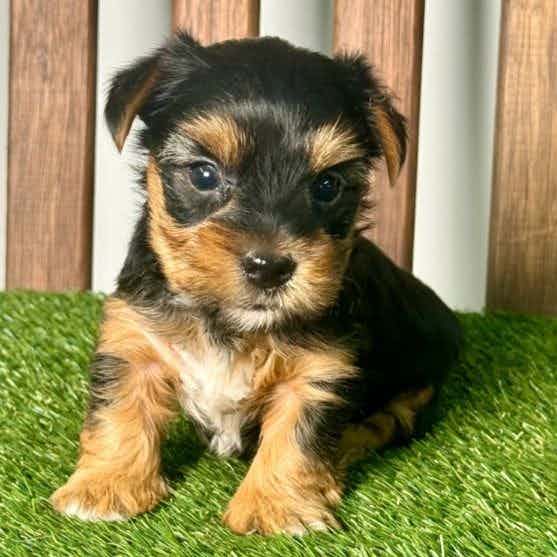Victor - Yorkshire Terrier Male