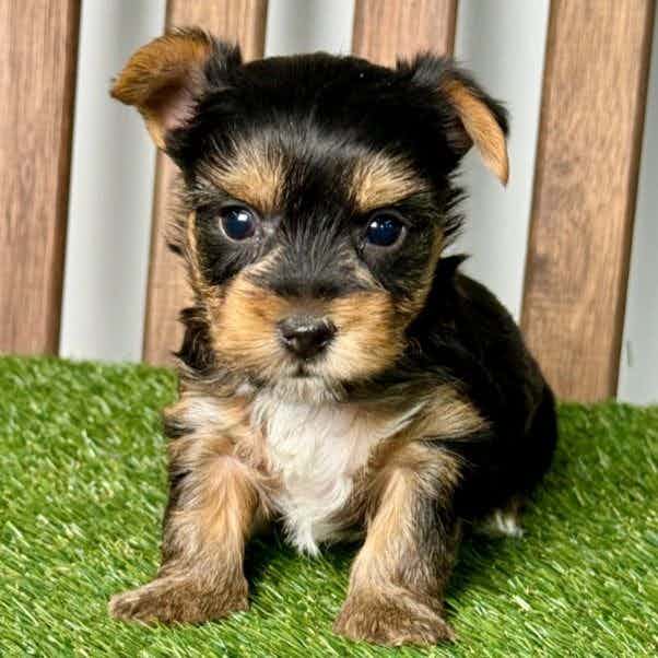 Ved - Yorkshire Terrier Male