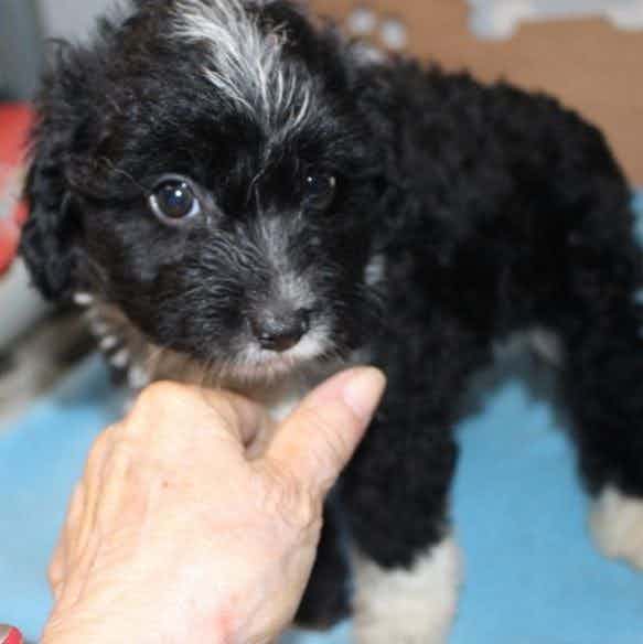 DIGGER - Aussiedoodle Male