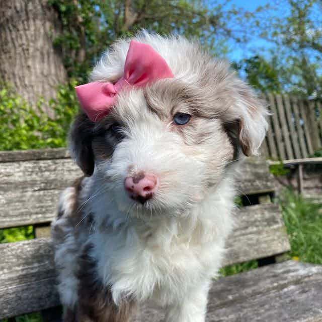 Bell - Aussiedoodle Female