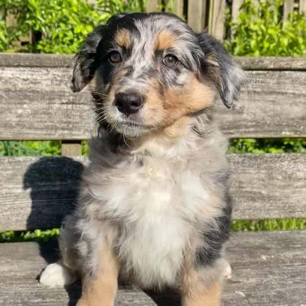 Bow - Aussiedoodle Male