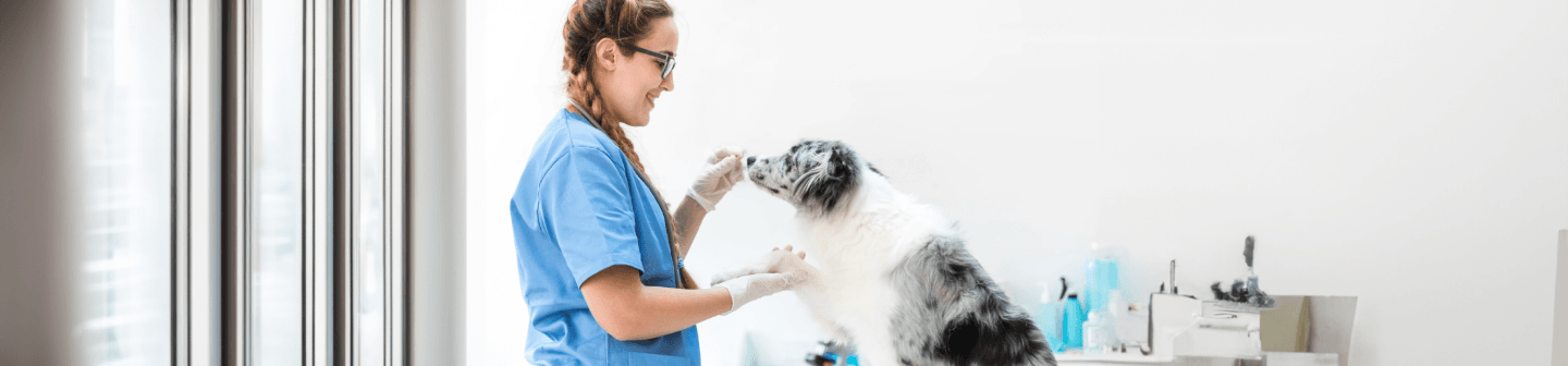 Dog doctor