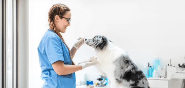 Dog doctor