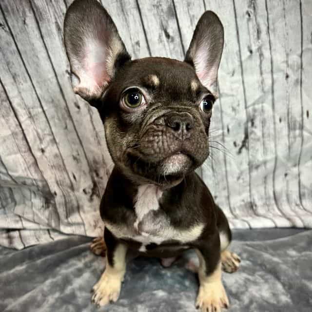 LJ - French Bulldog Male