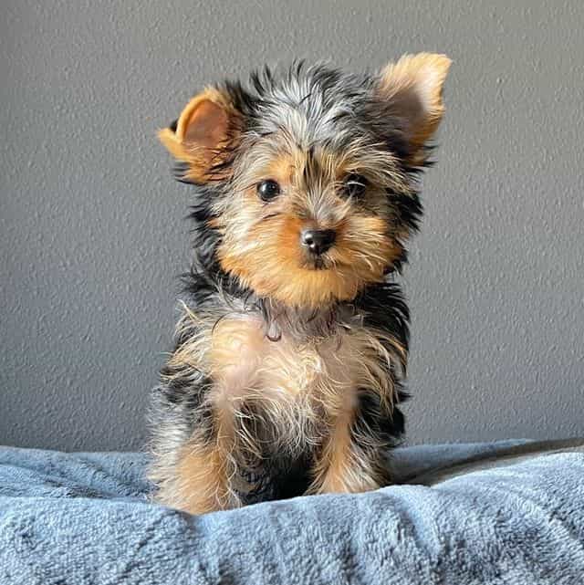 Rosi  - Yorkshire Terrier Female