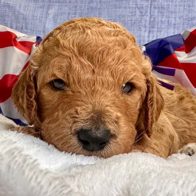  Miss Molly F2B - Goldendoodle Female