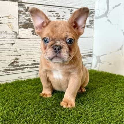 Simba - French Bulldog Male