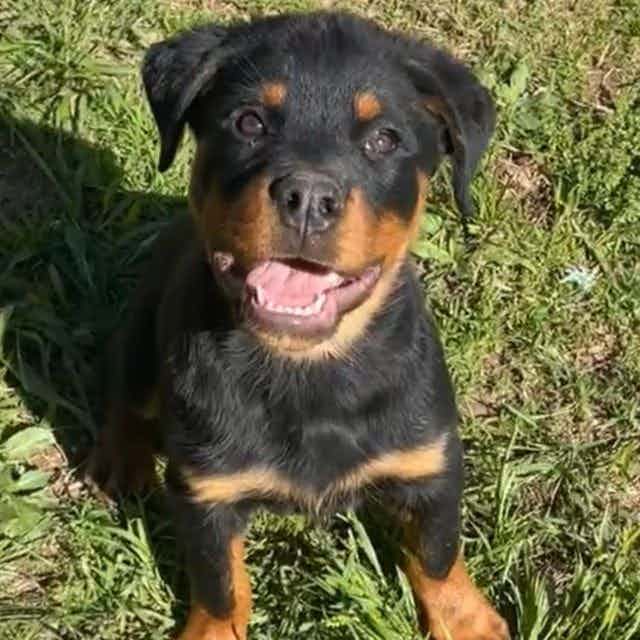 Tomac - Rottweiler Male
