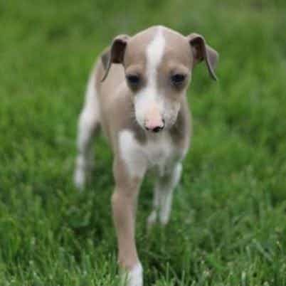 Miss Diva - Italian Greyhound Female