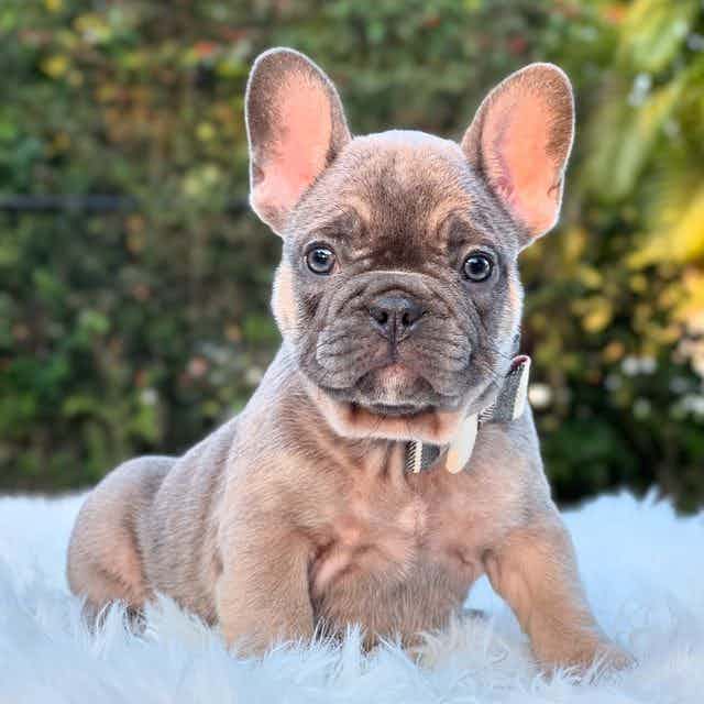 Louie - French Bulldog Male