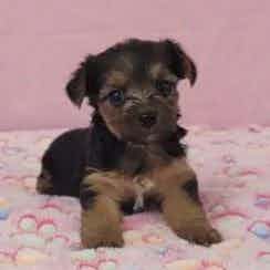 Lil Girl #1 - Yorkshire Terrier Female