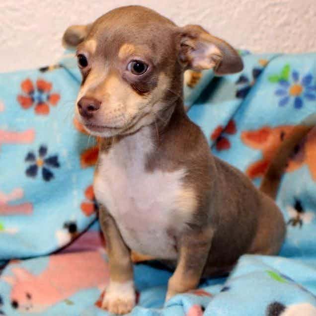 HARRY - Chihuahua Male