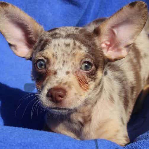 SETH - Chihuahua Male