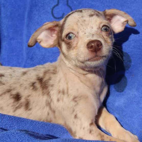 SIMON - Chihuahua Male