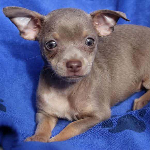 SPENSER - Chihuahua Male