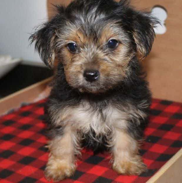 BUSTER - Yorkshire Terrier Male