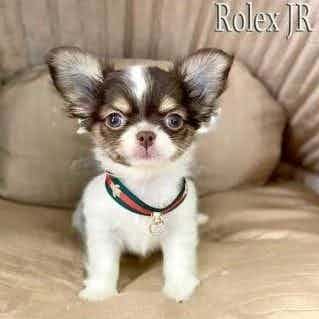 Rolex  - Chihuahua Male