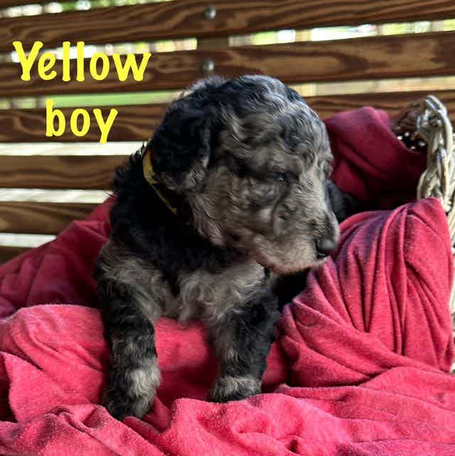 Yellow Boy  - Goldendoodle Male