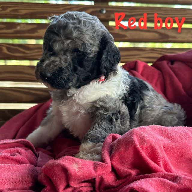 Red Boy - Goldendoodle Male