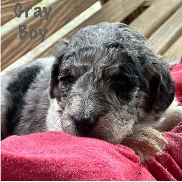 Gray Boy  - Goldendoodle Male