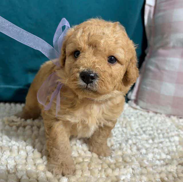Lilly - Goldendoodle Female
