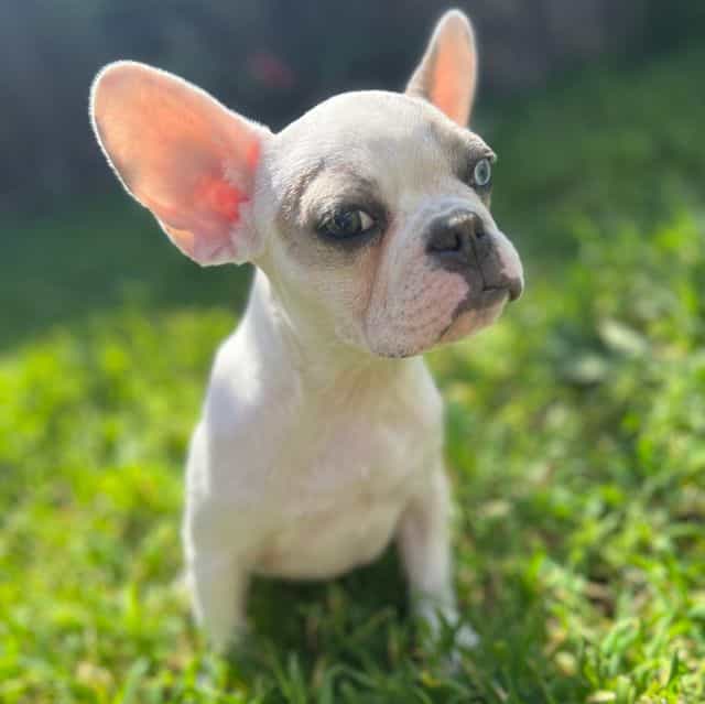Spot - French Bulldog Male