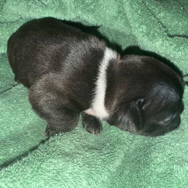 J.Linea  - French Bulldog Female