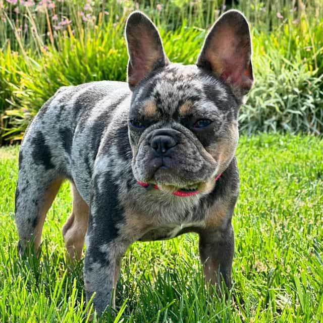 Tinkerbell - French Bulldog Female