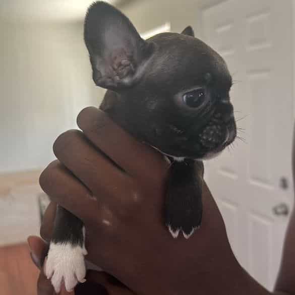 pinki - French Bulldog Female