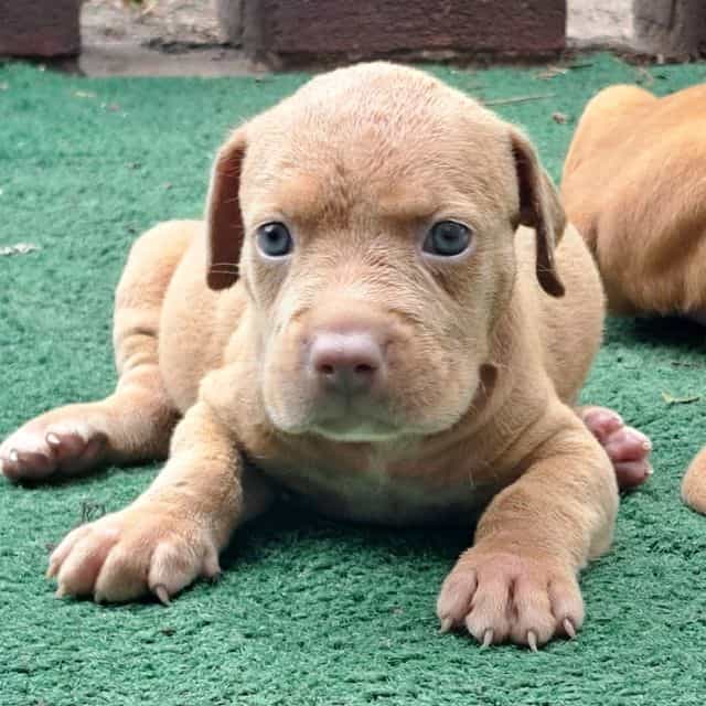 Boy Puppy - American Bully Male
