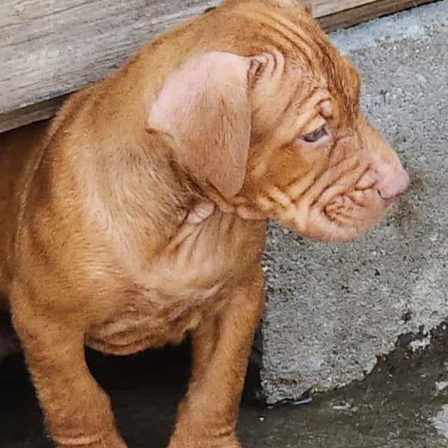 Boy B - American Bully Male