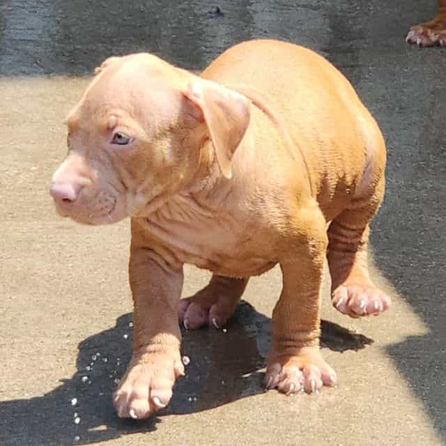 Female puppy A - American Bully Female