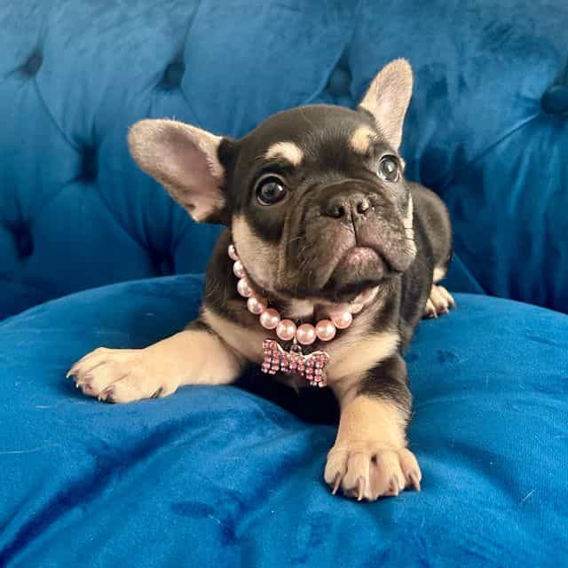 MUFFIN - French Bulldog Female