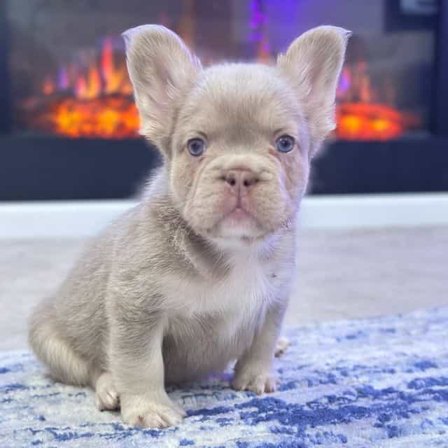 Thor - French Bulldog Male