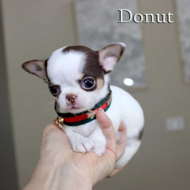 Donut - Chihuahua Male