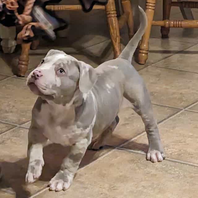 Merle Boy - American Bully Male