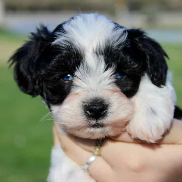 Classy - Miniature Schnauzer Female