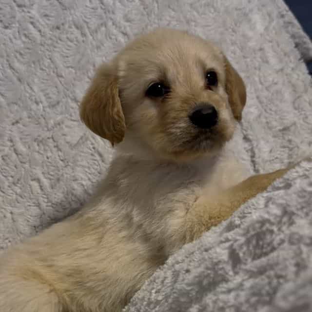 Oliver (Red Boy - Labradoodle Male