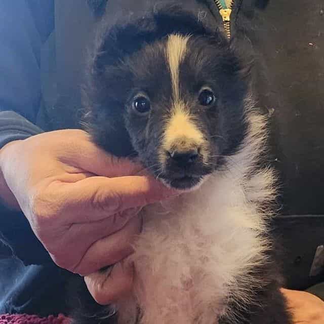 Toby - Shetland Sheepdog Male