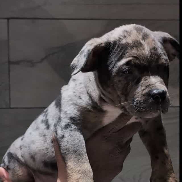 SAMSON - American Bully Male
