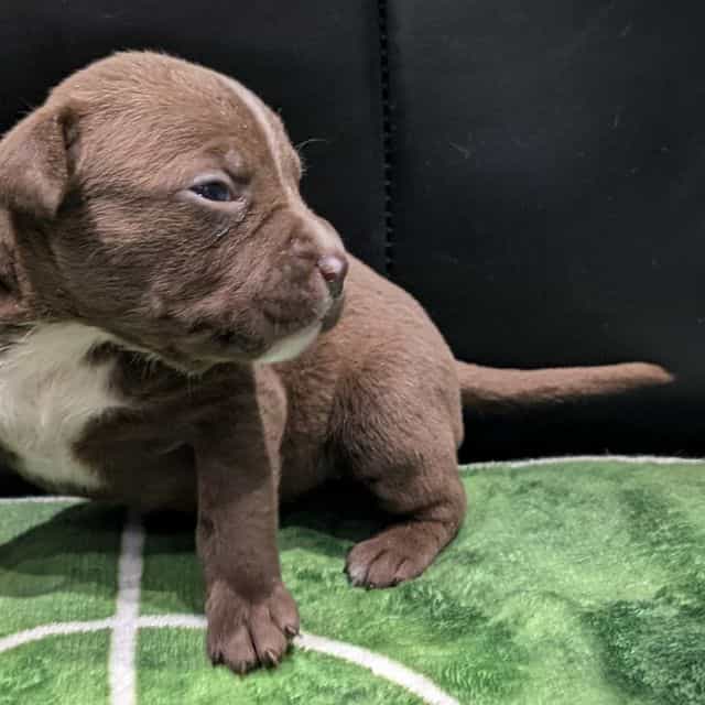 KIT KAT - American Bully Female