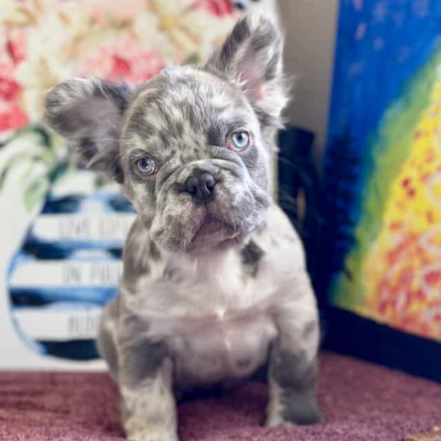 Claus - French Bulldog Male