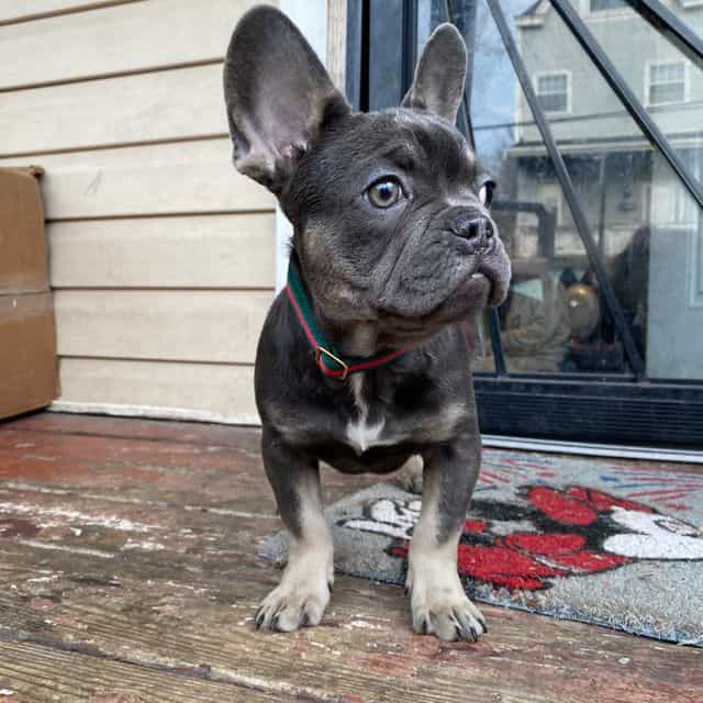 Bluey - French Bulldog Male