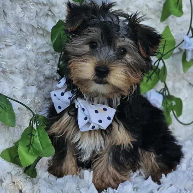 Barron - Yorkshire Terrier Male
