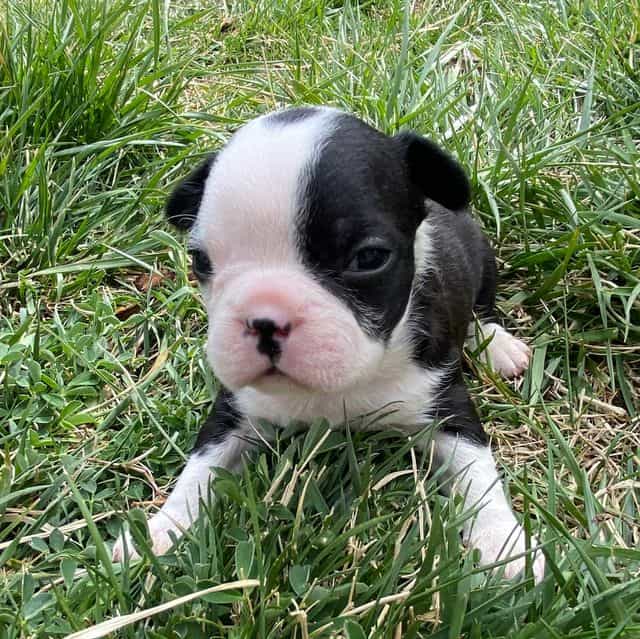 Butch - Frenchton Male