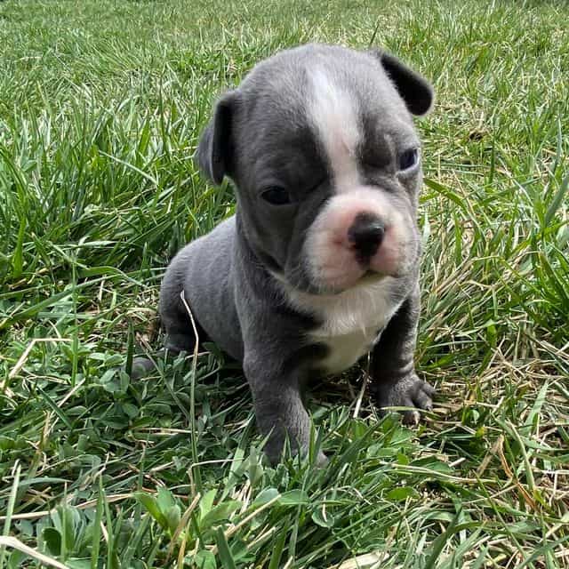 Hughie - Frenchton Male