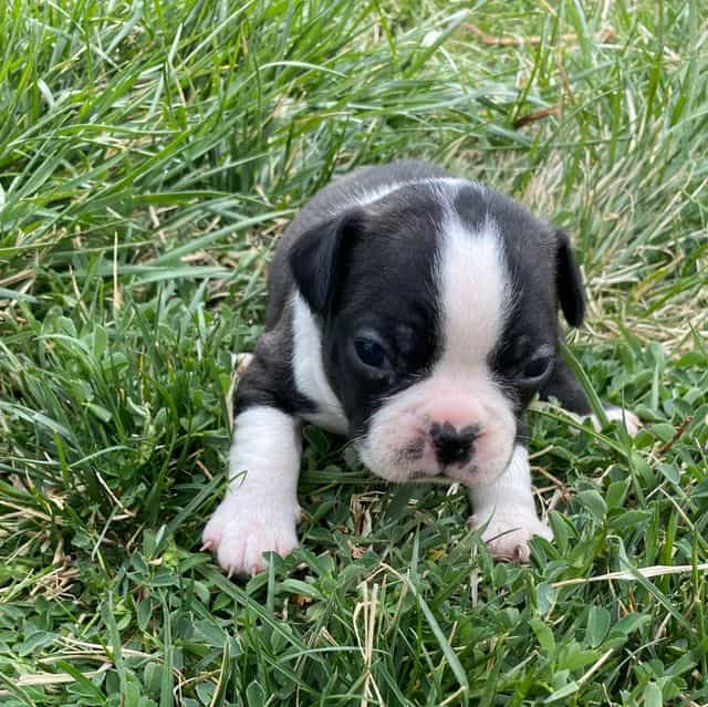 Frenchy - Frenchton Male